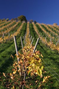 vineyard field